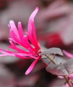 Fast Growing Trees Purple Pixie® Dwarf Weeping Loropetalum