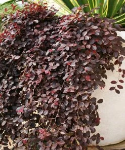 Fast Growing Trees Purple Pixie® Dwarf Weeping Loropetalum