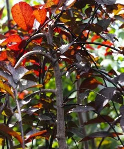 Fast Growing Trees Purple Plunge Weeping Plum Tree