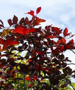 Fast Growing Trees Purple Plunge Weeping Plum Tree
