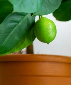 Fast Growing Trees Our Newest Arrivals Persian 'Bearss' Lime Bush