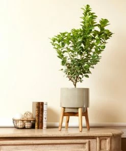 Fast Growing Trees Our Newest Arrivals Key Lime Bush