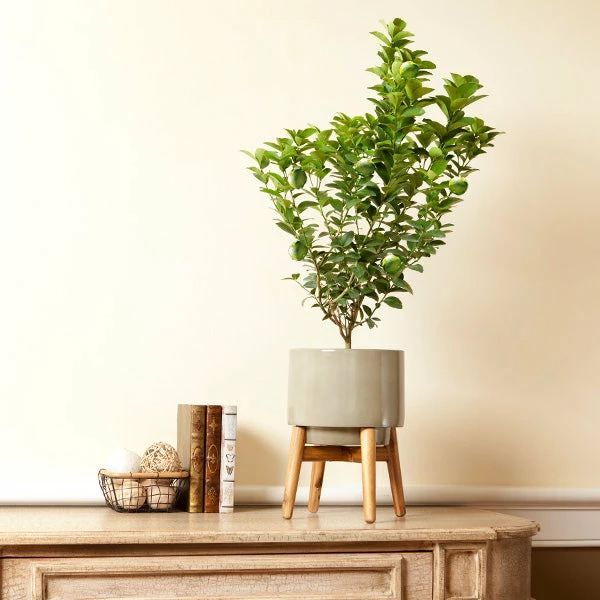 Fast Growing Trees Key Lime Bush Citrus Trees 3 Fast Growing Trees Key Lime Bush Citrus Trees