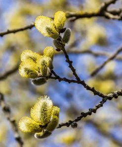Fast Growing Trees White Pussy Willow