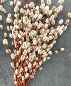 Fast Growing Trees White Pussy Willow