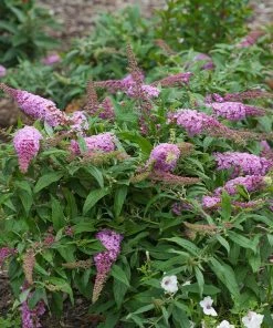 Fast Growing Trees Pugster Pink® Butterfly Bush