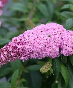 Fast Growing Trees Pugster Pink® Butterfly Bush