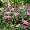 Fast Growing Trees Pugster Pink® Butterfly Bush