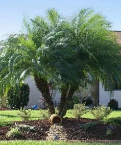 Fast Growing Trees Pygmy Date Palm