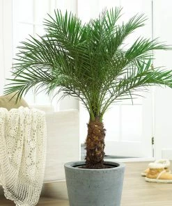Fast Growing Trees Pygmy Date Palm