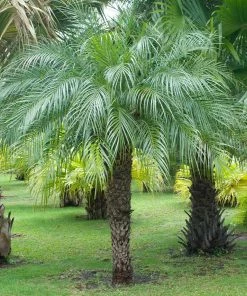 Fast Growing Trees Pygmy Date Palm