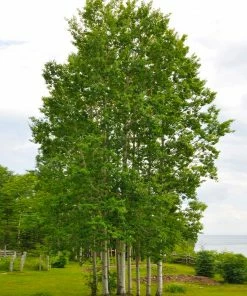 Fast Growing Trees Quaking Aspen Tree