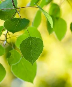 Fast Growing Trees Quaking Aspen Tree