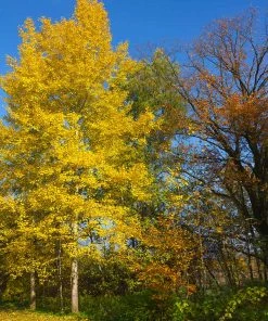 Fast Growing Trees Quaking Aspen Tree