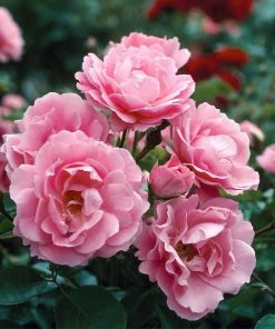 Fast Growing Trees Queen Elizabeth Rose