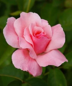 Fast Growing Trees Queen Elizabeth Rose