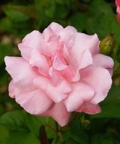 Fast Growing Trees Queen Elizabeth Rose