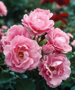 Fast Growing Trees Queen Elizabeth Rose