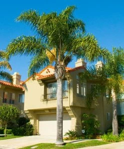 Fast Growing Trees Queen Palm Palm Trees