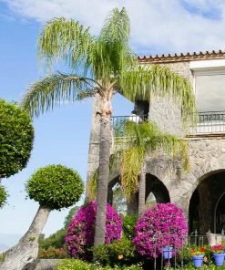 Fast Growing Trees Queen Palm Palm Trees