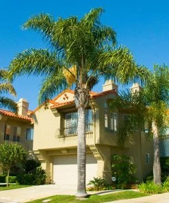 Fast Growing Trees Queen Palm Palm Trees