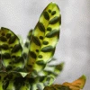 Fast Growing Trees Low Light House Plants Rattlesnake Plant
