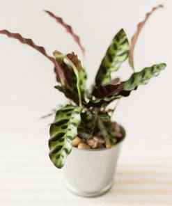 Fast Growing Trees Low Light House Plants Rattlesnake Plant