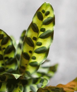 Fast Growing Trees Low Light House Plants Rattlesnake Plant