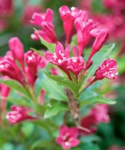 Fast Growing Trees Red Prince Weigela Tree See All Flowering Trees
