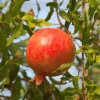 Fast Growing Trees Red Silk Pomegranate Tree