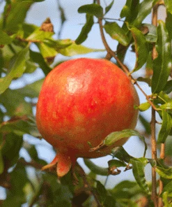 Fast Growing Trees Red Silk Pomegranate Tree