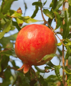 Fast Growing Trees Red Silk Pomegranate Tree
