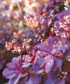 Fast Growing Trees Royal Purple Smoke Tree