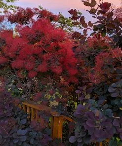 Fast Growing Trees Royal Purple Smoke Tree