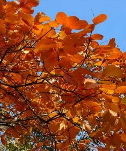 Fast Growing Trees Royal Purple Smoke Tree