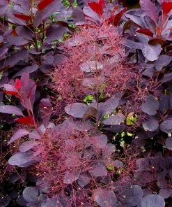 Fast Growing Trees Royal Purple Smoke Tree
