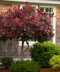 Fast Growing Trees Royal Purple Smoke Tree