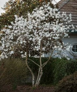 Fast Growing Trees Royal Star Magnolia Tree Magnolia Trees