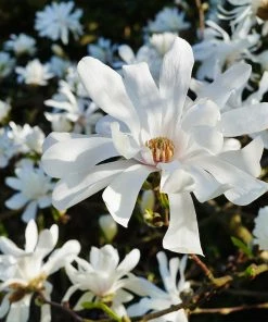Fast Growing Trees Royal Star Magnolia Tree Magnolia Trees