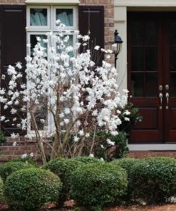 Fast Growing Trees Royal Star Magnolia Tree Magnolia Trees