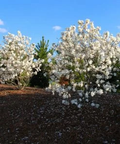 Fast Growing Trees Royal Star Magnolia Tree Magnolia Trees