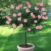 Fast Growing Trees See All Flowering Trees Rainbow Knock Out® Rose Tree
