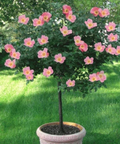 Fast Growing Trees See All Flowering Trees Rainbow Knock Out® Rose Tree