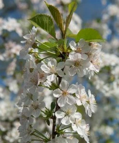 Fast Growing Trees Rainier Cherry Tree 9 Fast Growing Trees Rainier Cherry Tree