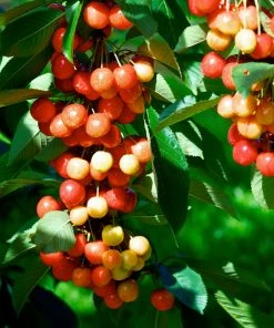 Fast Growing Trees Rainier Cherry Tree