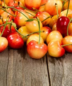 Fast Growing Trees Rainier Cherry Tree