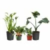 Fast Growing Trees Rare House Plant Kit 1 Fast Growing Trees Rare House Plant Kit
