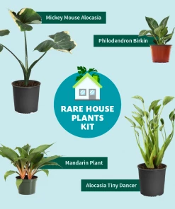 Fast Growing Trees Mandarin Plant Air Purifying House Plants