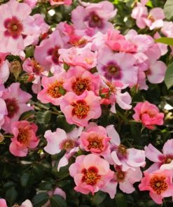 Fast Growing Trees Rose Trees Raspberry Kiss™ Rose Tree