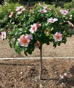 Fast Growing Trees Rose Trees Raspberry Kiss™ Rose Tree